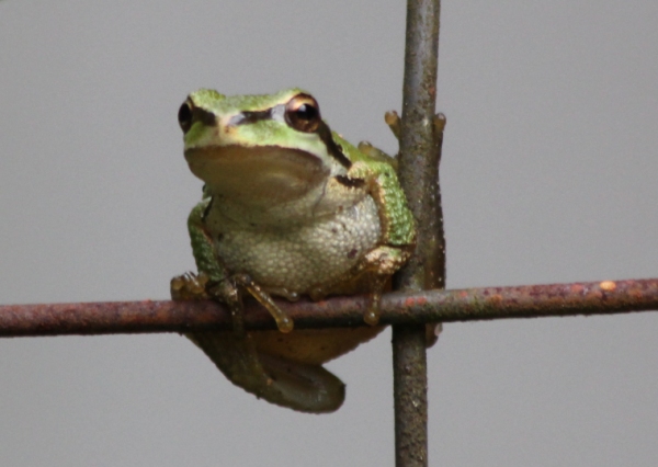Pacific Tree Frog ... looking for a tree